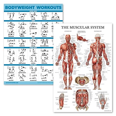 Buy 2 Pack Bodyweight Workouts And Muscular System Anatomy Poster Set