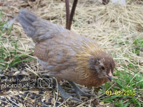 Show Some Pictures Of Your Araucanas Ameraucanas Or Ees Page Backyard Chickens