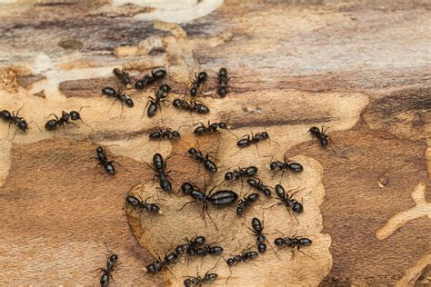 What Not To Do If You Have Carpenter Ants Debugged
