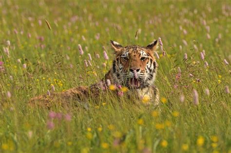 The Siberian Tiger Amur Tiger Panthera Tigris Altaica Stock Image