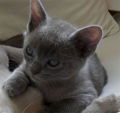 50 Most Cute Burmese Kitten Pictures And Images