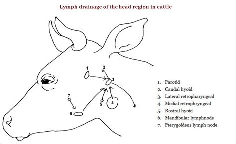 Lymph Nodes Of Head