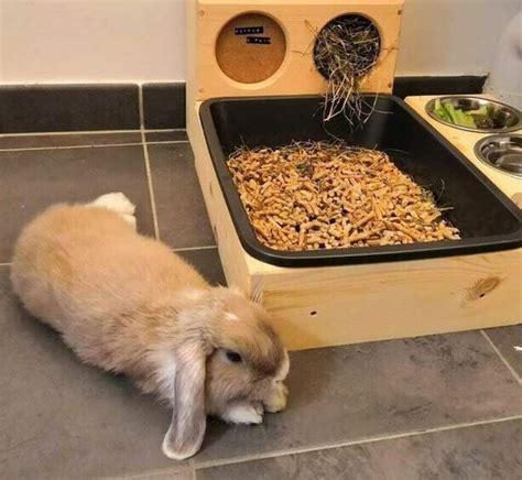 Litter Box Set Up To The Moon And Back Rabbit Rescue