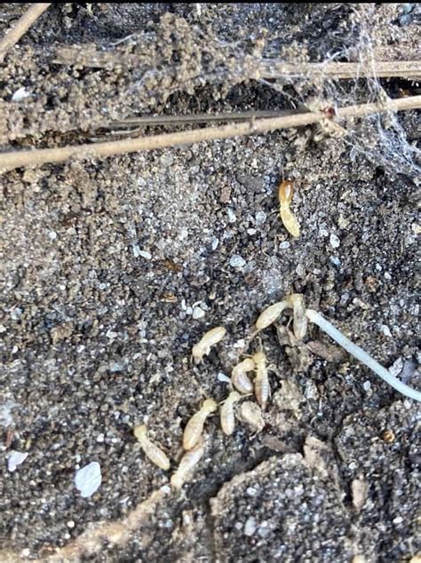 Formosan Termites In Florida Daves Pest Control