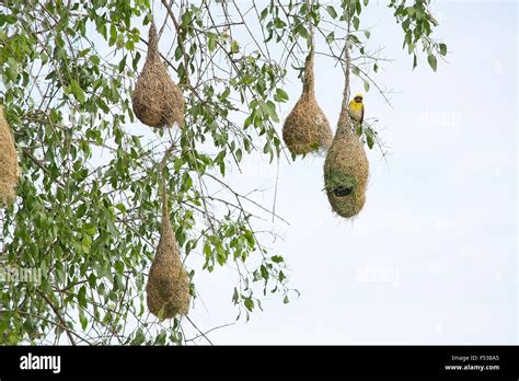 Weaver Bird Nest Hanging From A Tree Near Indian Ocean In Yala National