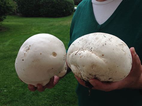 We Found These Two Edible Puffballs Mushrooms In The Garden They Were