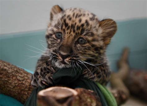 Rare Leopard Cubs Debut At Cts Beardsley Zoo Fairfield