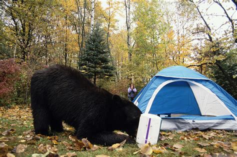 Black Bear Raiding Campsite Minnesota Photograph By Michael Deyoung