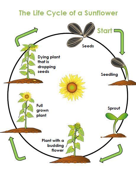 The Life Cycle Of A Sunflower Plant