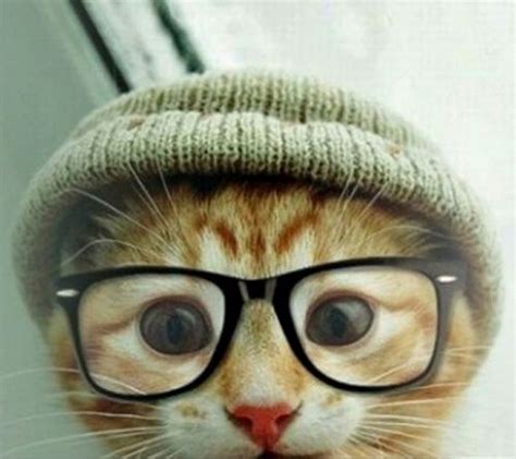 Hipster Cat Pictures Photos And Images For Facebook Tumblr