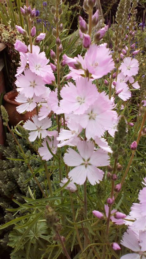 Loveliest Pink Flower May And Watts Garden Design