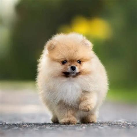 Pomeranians Dogs Breed Facts And Information
