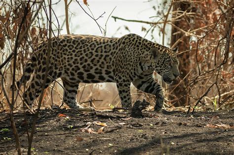 Jaguar Prowls The Jungle In Brazil Photograph By Steven Upton