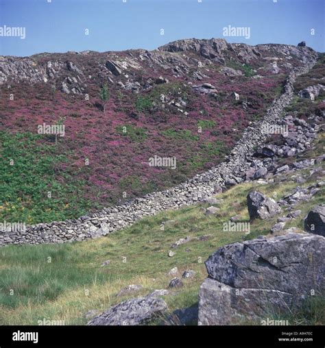 Habitat Moorland With Heather And Dry Stone Wall Stock Photo Alamy