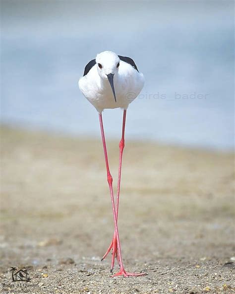 Black Winged Stilt Is A Widely Distributed Very Long Legged Wader In