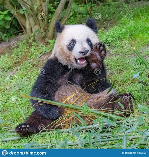 Giant Panda Stock Image Image Of Cute Bamboon Bear 153526229