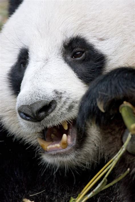 Giant Panda Stock Photo Image Of Panda Mammal Endangered 7076052