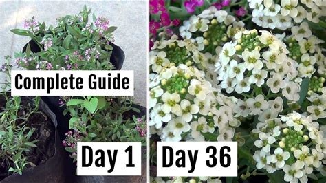 How To Grow And Care For Alyssum Plants The Complete Guide With Updates