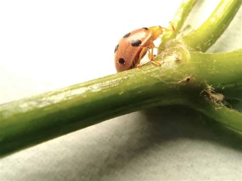 Are Ladybugs Poisonous Whatbugisthat