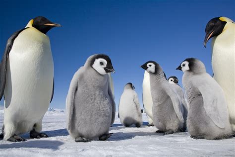 Adorable Photos Of Antarcticas Emperor Penguins Afar