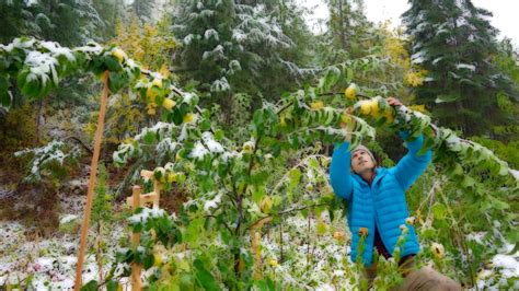 First Snow Fall Fruit And Stevia Harvest The Abundance And Beauty Of
