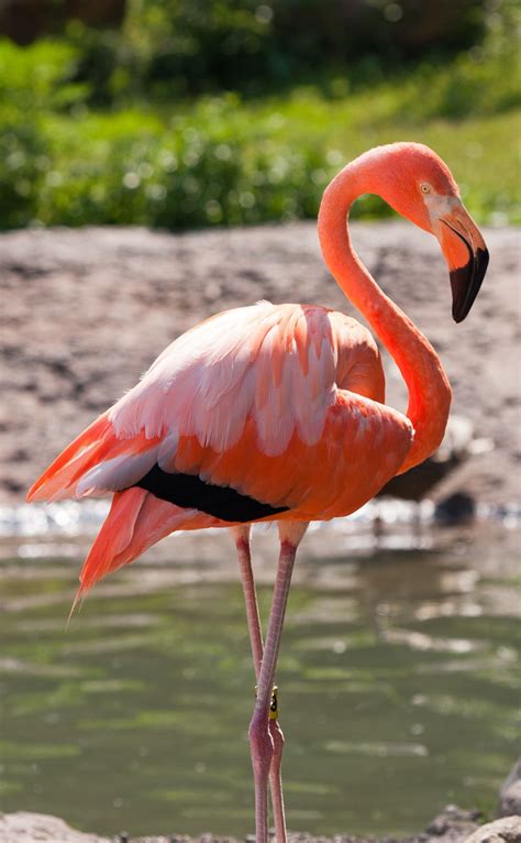 Found This Cute Flamingo Photo While Browsing Flamingo Pictures