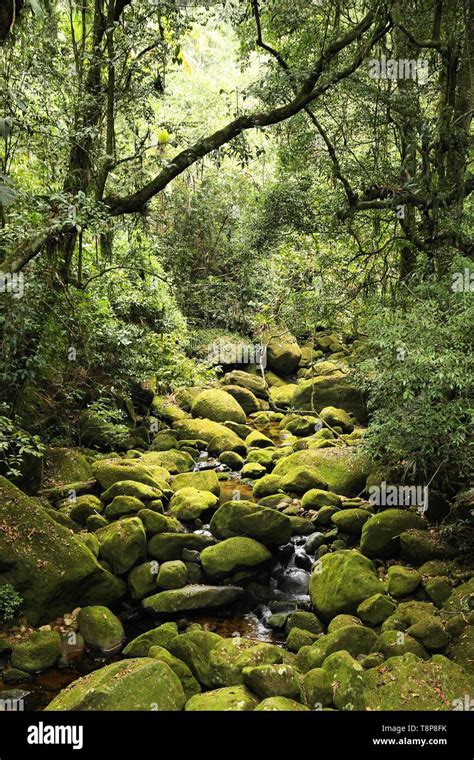 Brazil Jungle View In Mata Atlantica Atlantic Rainforest Ecosystem