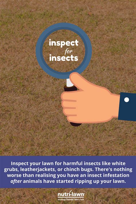 Inspect Your Lawn For Harmful Insects Like White Grubs Leatherjackets