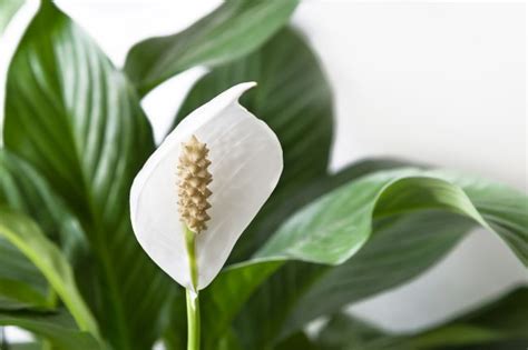 Peace Lily Meaning And Symbolism Smart Garden Guide