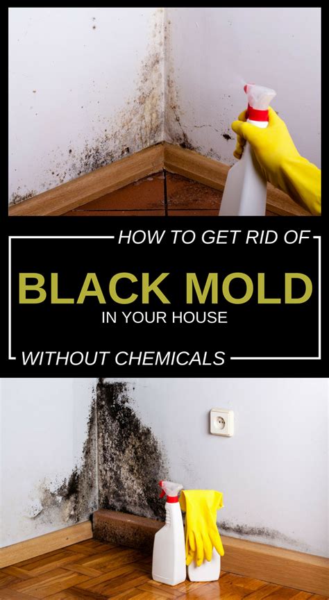 How To Get Rid Of Black Mold In Your House Without