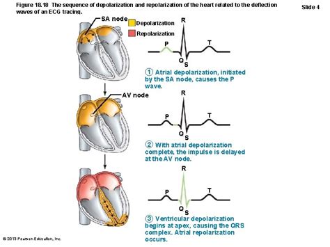 Cardiac Muscle Contraction Three Differences From Skeletal Muscle