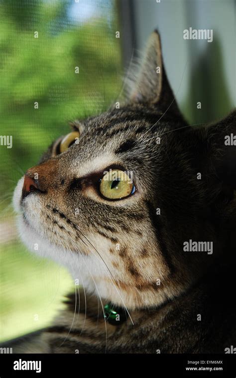 Cute Tabby Kitten In Window Stock Photo Alamy