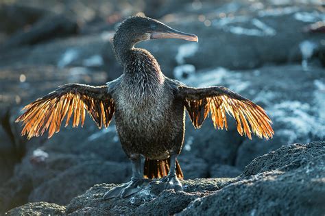 Flightless Cormorant Fernandina Island Galapagos Photograph By Tui De
