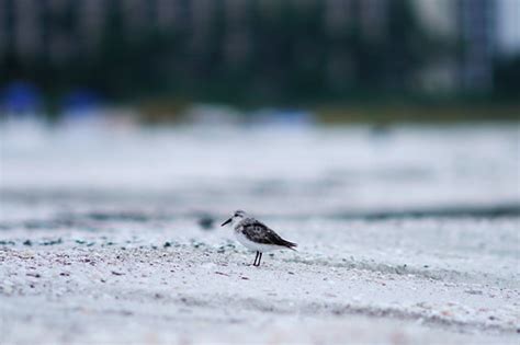 Beach Bird Eduardo Merille Flickr