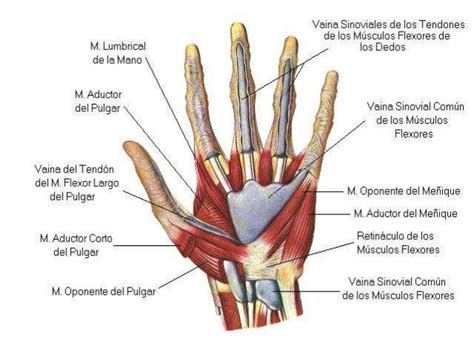 Anatomía Regional De La Mano