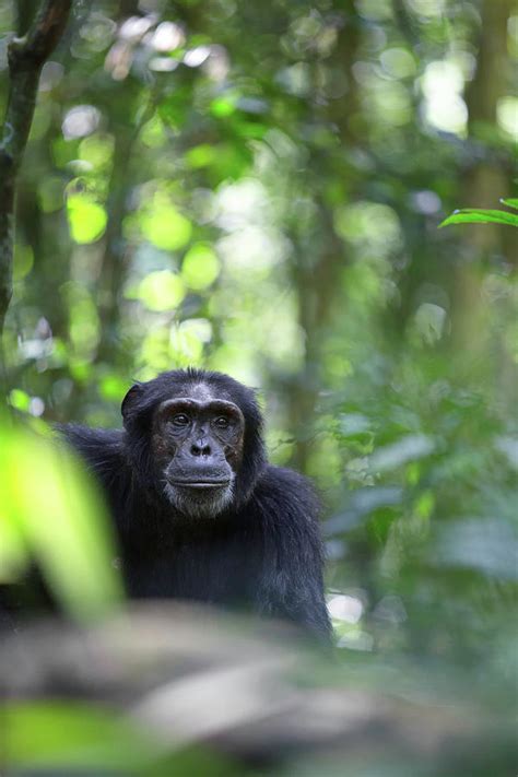 Wild Chimpanzee In The Tropical Rain Forest Of Uganda Photograph By
