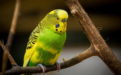 Green And Yellow Parrot Wallpaper Hd Wallpaper Background