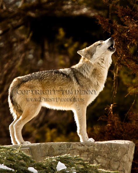 Wolf Photographs By Tim Denny Oneida Nation Photographer