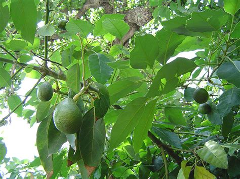 We knew avocado is a tropical stone fruit. Buah susu - Persea Americana - Herba-herba Semulajadi Malaysia