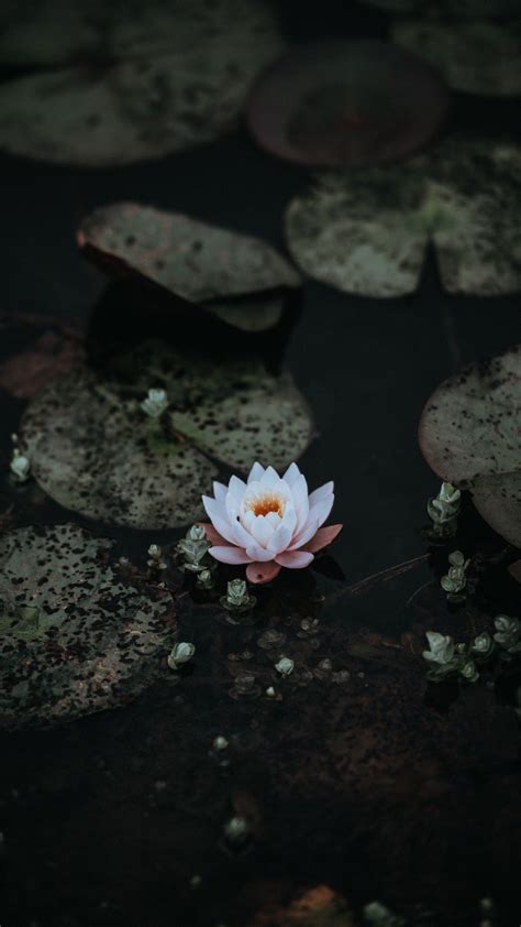 Black Lotus Wallpaper 4k Free 4k Wallpaper