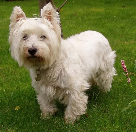 Słodki West Highland White Terrier