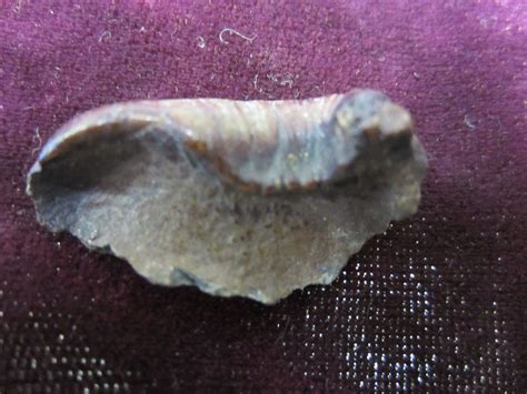 In mammals, it consists of the bony labyrinth, a hollow cavity in the temporal bone of the skull with a system of passages comprising two main functional parts: Fossil Cetacean Porpoise Inner Ear Bone from Hernando ...