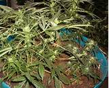 Photos of What Does The Marijuana Plant Look Like