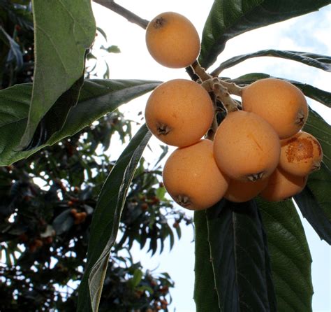 A History Of Loquats In Orange County And How So Many Ended Up In