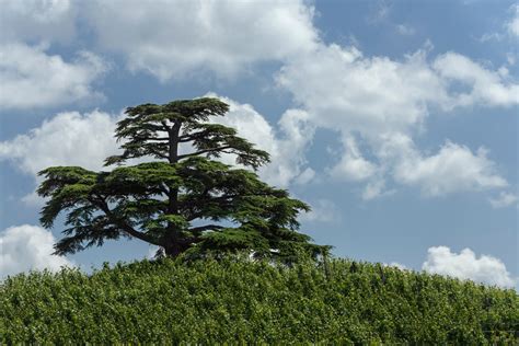 13 Different Types Of Cedar Trees All Cedar Tree Varieties Plantsnap