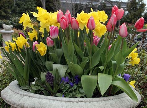 Spring Bulbs In Garden Containers A Gardeners Passion