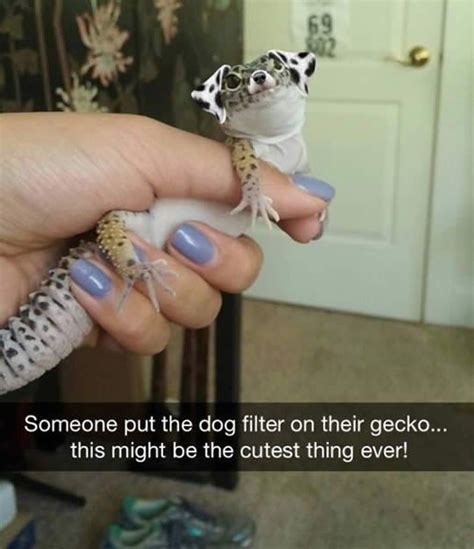 15 Gecko Snaps That Are Too Funny To Miss Funny Animal Jokes Funny