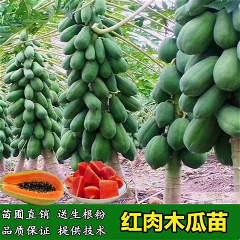 Anak Pokok Papaya Seedlings Big Green Meat Fruit Papaya Seasons Dwarf