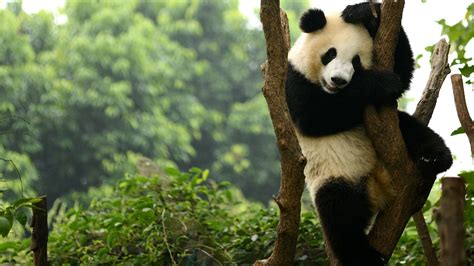Misterio Resuelto La Sorprendente Explicación De Por Qué El Panda Es Blanco Y Negro Y Tiene