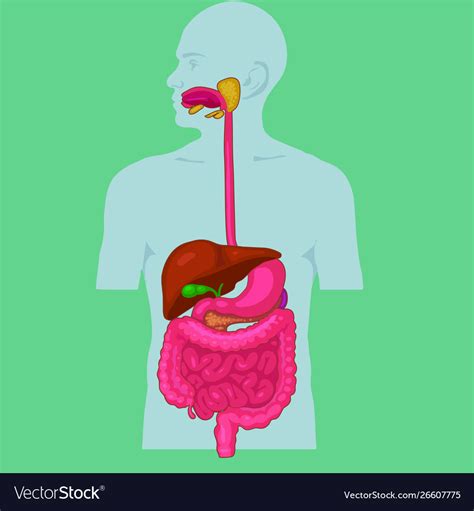 Human Digestive System Royalty Free Vector Image